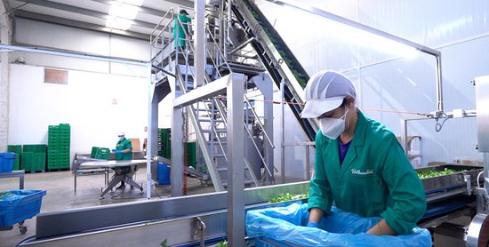 Fincas Bethengara выбирает ULMA Packaging для автоматизации упаковки зелени с помощью системы Venturi™
